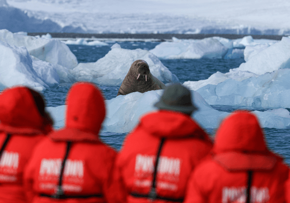 Kreuzfahrt-Gäste im Schlauchboot fotografieren ein Walross das auf einer Eisscholle in der Arktis sitzt.